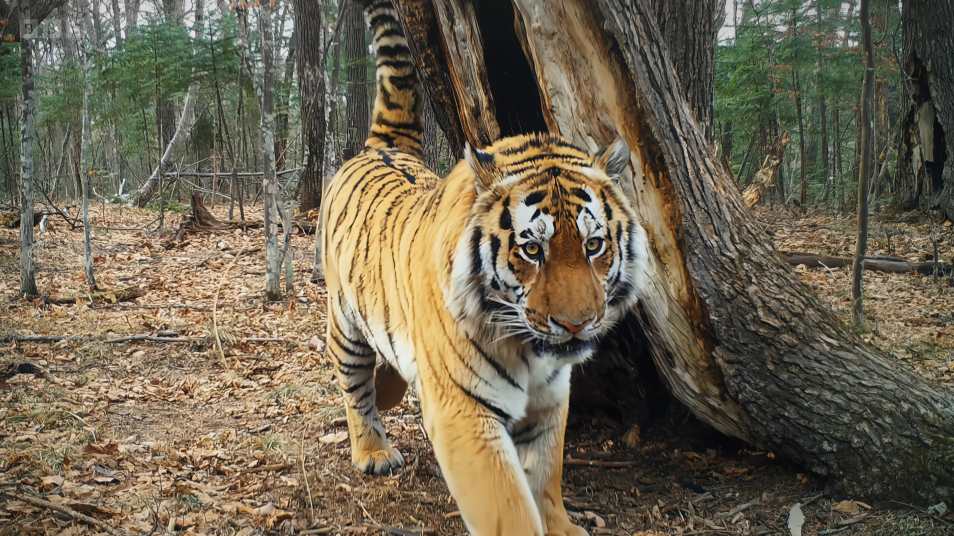 Siberian tiger (Panthera tigris tigris) as shown in Frozen Planet II - Frozen Lands